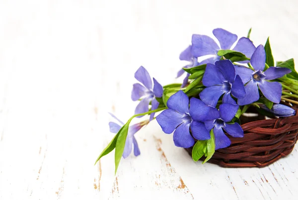 Perwinkle in a basket — Stock Photo, Image