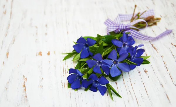 Periwinkle flowers — Stock Photo, Image
