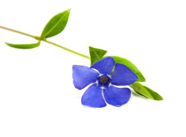 perwinkle