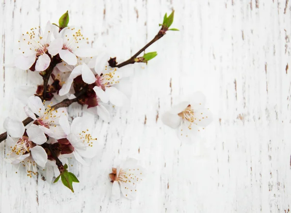 Spring blossom on wood background — Stock Photo, Image