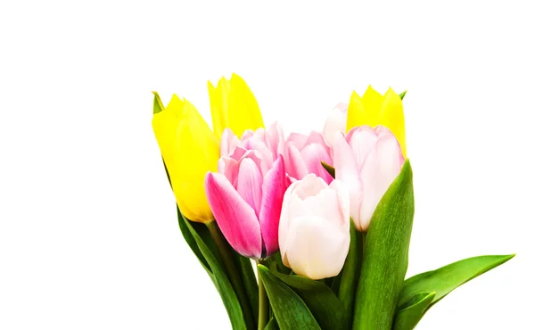 Colorful tulip flowers — Stock Photo, Image