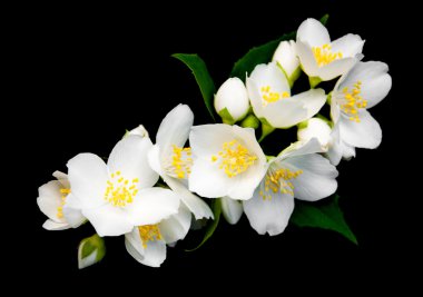 Yasemin çiçekleri bir siyah