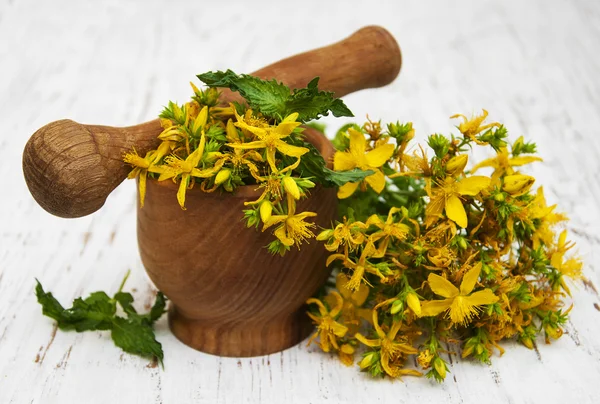 Saint-John 's-wort flori fotografii de stoc fără drepturi de autor