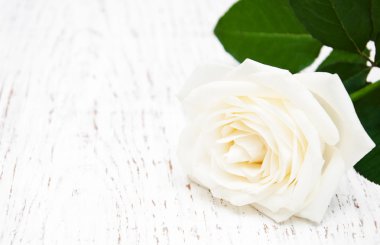 ahşap masa üzerinde beyaz gül