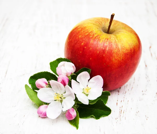 Flores de manzanos y manzanos — Foto de Stock