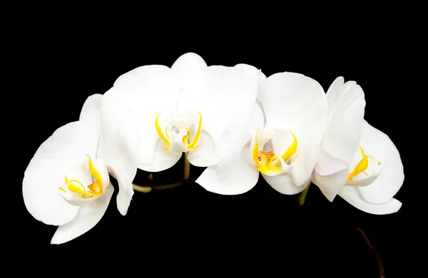 Whute orchids — Stock Photo, Image
