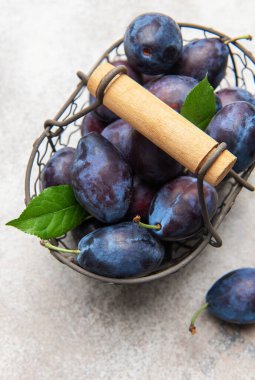 Kırsal bir sepette yeşil yapraklı olgun organik erikler gri bir yüzeye saçılmış.