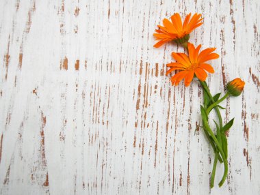 Calendula çiçekler