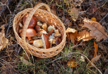Sonbaharda orman zemininde hasır bir sepetin içinde toplanmış vahşi, yenilebilir mantarlar.