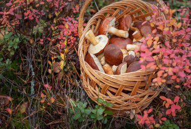 Hasır sepet tutarak canlı bir sonbahar orman zemininde yabani mantar topladı.