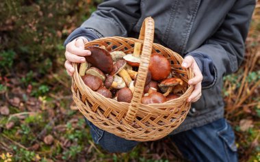 Yenebilir mantarlarla dolu bir sepet taşıyan çocuk elleri.
