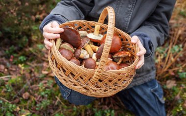 Yenebilir mantarlarla dolu bir sepet taşıyan çocuk elleri.