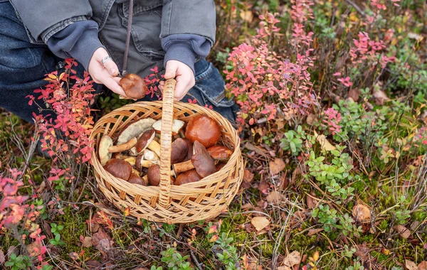 Çocuğun elleri orman zemininde kırmızı yapraklı taze toplanmış bir sepet yabani mantar tutuyor.