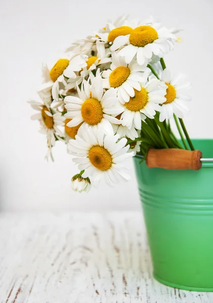 Flores de manzanilla en cubo verde —  Fotos de Stock