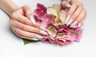 Kadının manikürlü elleri güzel pembe bir ortanca çiçeği tutuyor, manikür manikürlü tırnak sanatı sergiliyor.