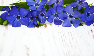 Deniz salyangozu çiçek sınır