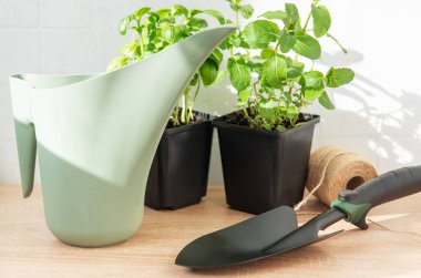 Taze bitkiler, sulama tenekesi ve bahçe işleri için mala.