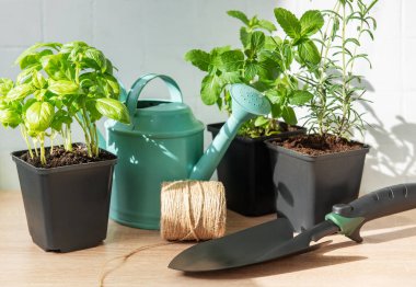 Taze fesleğen, nane ve biberiye, saksılarda yetişen bahçe aletleri ve sulama kutuları.