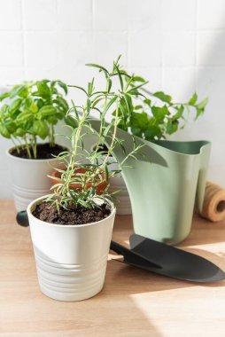 Biberiye, fesleğen, ve su dolu tencere içinde nane ve tahta bir yüzey üzerinde kürek.