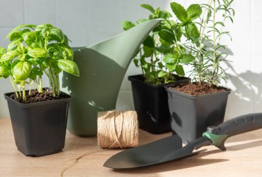 Fesleğen, nane ve biberiye ve ahşap bir masada bahçe aletleri.