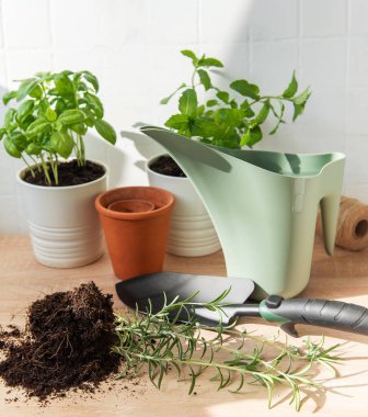 Biberiye ve fesleğen bitkilerini kapalı alanda bahçe aletleri ve malzemelerle yenilemek