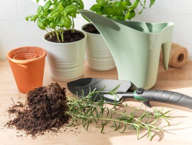 Biberiye ve fesleğen bitkilerini kapalı alanda bahçe aletleri ve malzemelerle yenilemek