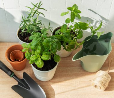 Fesleğen, nane ve biberiye gibi otlar ve ahşap bir masada bahçe aletleri.