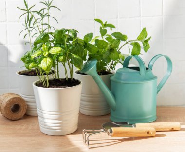 Ahşap bir masanın üzerine saksıda pişirilmiş otlar ve bahçe aletleri, sabah güneşi alıyor.