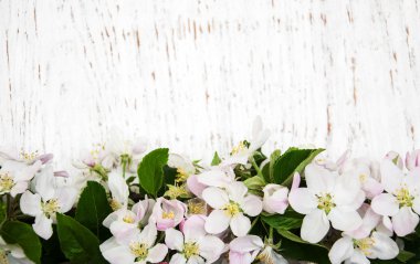 Apple bahar çiçekleri