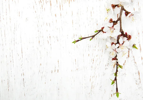 Flor de primavera sobre fondo de madera — Foto de Stock