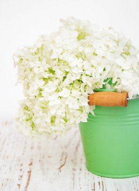 metal bir kova içinde beyaz ortanca