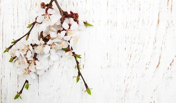 Våren blossom på trä bakgrund — Stockfoto