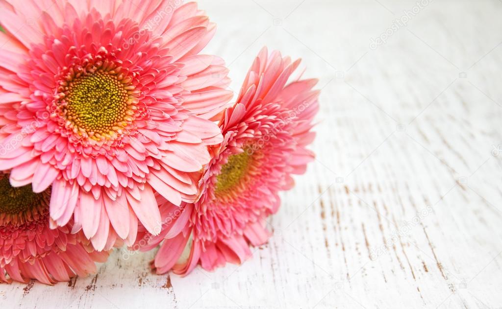 pink daisy gerbera flowers