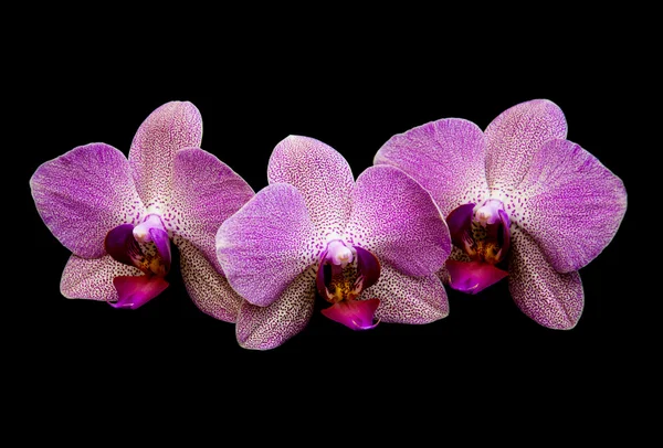 Pink orchids on black — Stock Photo, Image