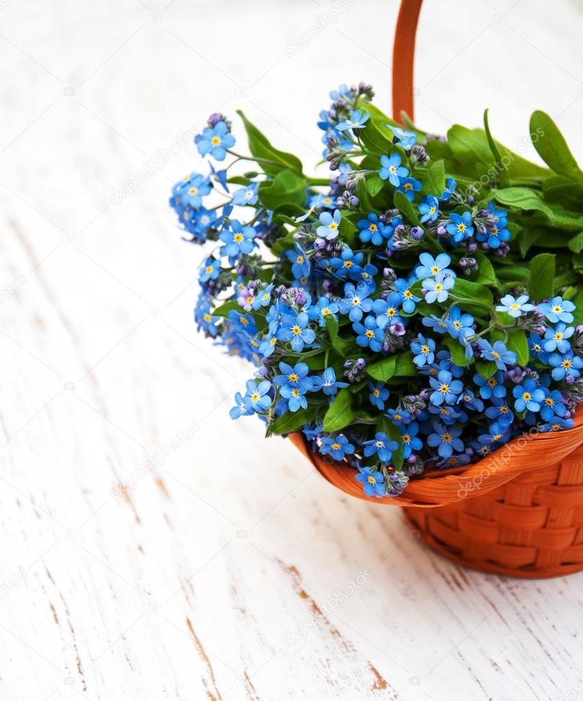 Forget me-nots flowers