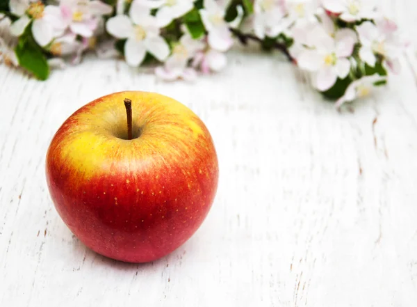 Flores de manzanos y manzanos — Foto de Stock