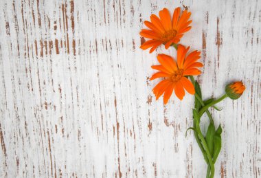 Bir masaya Calendula çiçek