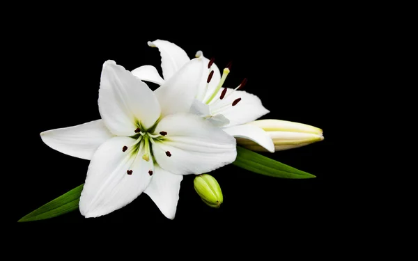 White lily on black — Stock Photo, Image