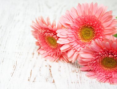 pembe gerbera çiçekleri