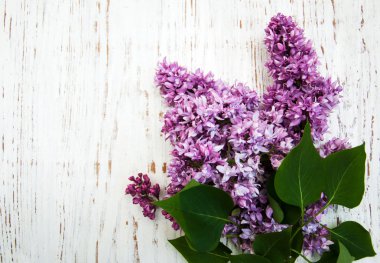 Bahar leylak çiçekleri