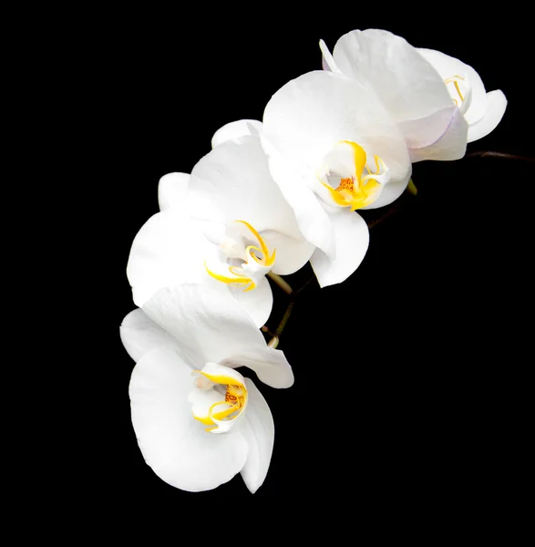 White orchids on a black — Stock Photo, Image