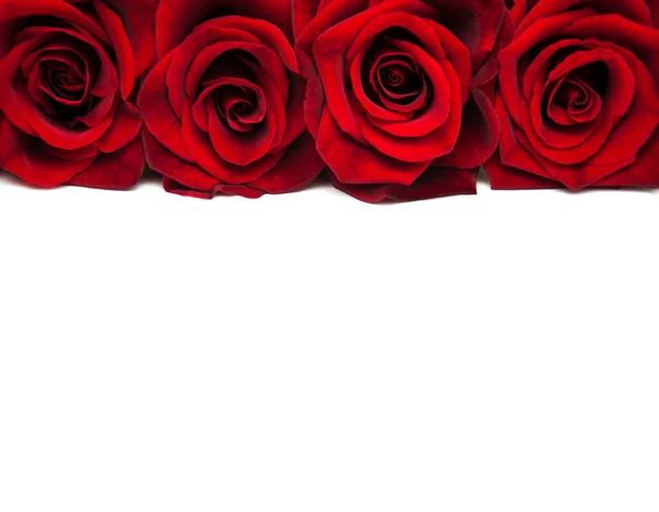 Rosas rojas frescas — Foto de Stock