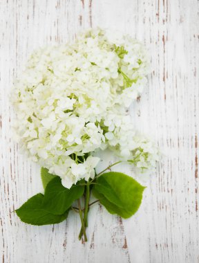 Beyaz ortanca çiçekleri