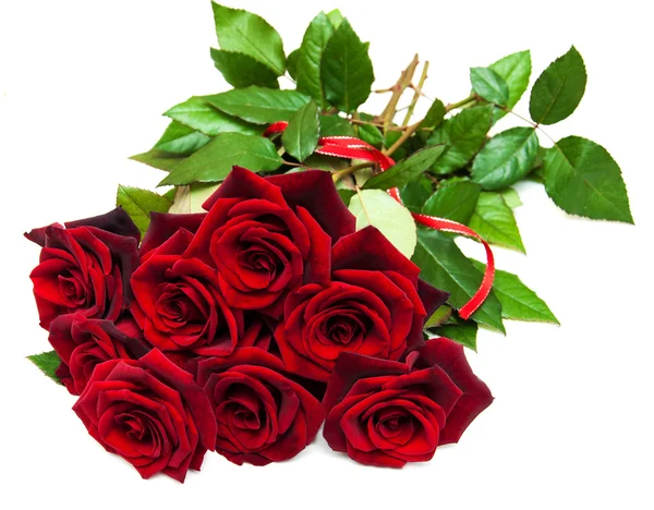 新鲜红玫瑰 免版税图库照片