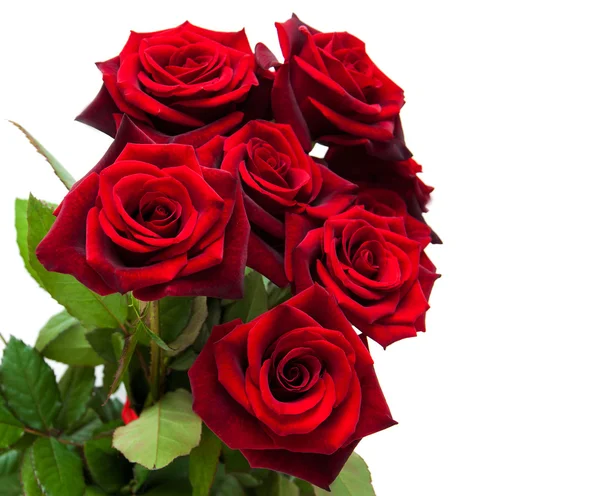 Friss vörös rózsa — Stock Fotó