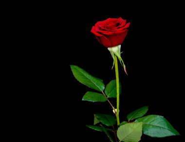 taze kırmızı gül