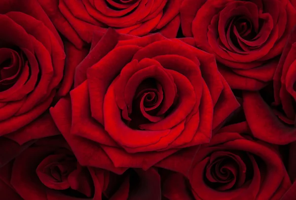 Rode rozen achtergrond — Stockfoto