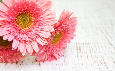 pembe gerbera çiçekleri