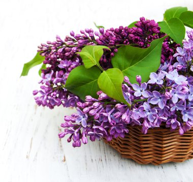 Bahar leylak çiçekleri