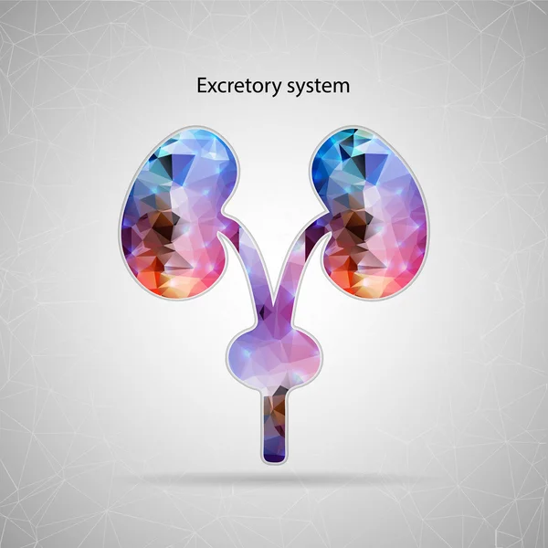 Abstract Creative concept vector icon of renal system for Web and Mobile Applications isolated on background. Vector illustration template design, Business infographic and social media, origami icons.